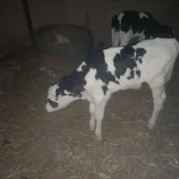 گوساله شیری نر درجه یک واکسن خورده