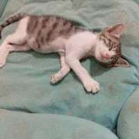 واگذاری بچه گربه ۳ ماهه