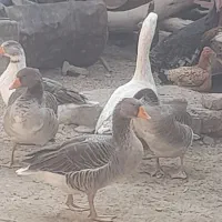 بط فروشی