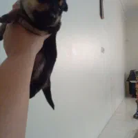 سگ ژرمن ورک