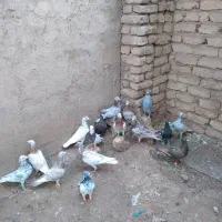 کبوتر|پرنده|قزوین, |دیوار