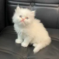 مجموعه گربه های نژاد دار ( پرشین بریتیش اسکاتیش )|گربه|گنبد کاووس, |دیوار