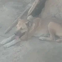 سگ سرابی|سگ|شیرینسو, |دیوار