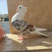 نر پلنگ نر اسبی خوشونه