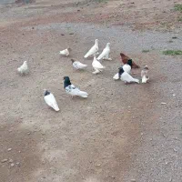 کبوتر|پرنده|خسروشاه, |دیوار