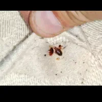 سمپاشی سوسک وساس سم پاشی کک وکنه و انواع حشرات|خدمات نظافت|مشهد, موسوی قوچانی|دیوار