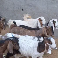 10راس بزغاله دورگ پاکستانی شیرمست موقعیت بردسکن