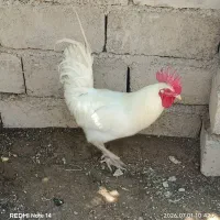 خروس و مرغ