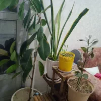 یک عدد فیکوس و یک عدد سانسوریا