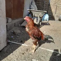 خروس لاری و جوجه لاری|حیوانات مزرعه|زاهدان, |دیوار