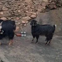بز نر یا گیسک نیره