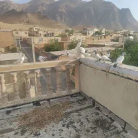کفتر