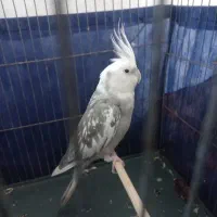 عروس هلندی وایت فیس