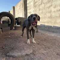 سگ پیت بول|سگ|قزوین, |دیوار