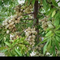 بدون واسطه از نهالستان تا زمین صنوبر گردو و بادام|خدمات باغبانی و درختکاری|فسا, |دیوار