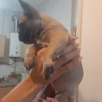 فروش سگ نژاد فرنچ بولداگ