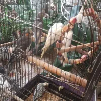 عروس هلندی نروماده مرغ عشق زیبا نروماده