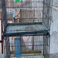 بوقلمون و قفس غلامی|لوازم جانبی حیوانات|مشگین شهر, |دیوار