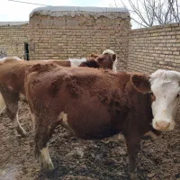 تلیسه‌سیمینتال‌آبستن‌سنگین