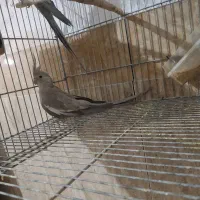 وایت فیس کینگ سایز|پرنده|رامشیر, |دیوار