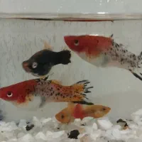 ماهی گیاه خوار|ماهی|ایذه, |دیوار