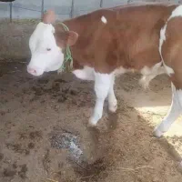 سیمیتال درجع یک|حیوانات مزرعه|کهریزک, |دیوار