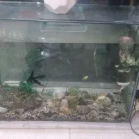 اکواریوم بزرگ با کلی وسیله و ماهی|ماهی|گرگان, |دیوار