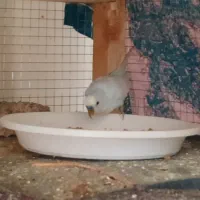 مرغ عشق مولد به ضمانت|پرنده|دماوند, گیلاوند|دیوار