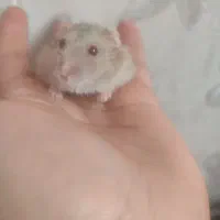 قیمت استثنایی همستر کمپل|موش و خرگوش|سهند, |دیوار