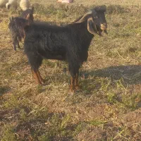 نر بز نژاد دار|حیوانات مزرعه|دره شهر, |دیوار