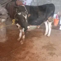 گوساله گوشتی|حیوانات مزرعه|نورآباد, |دیوار