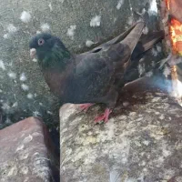 ماده چشم نوک سفید