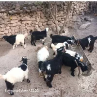 ۵عدد بیگ نر چاق فروشی