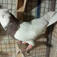 طوق سرخ نر|پرنده|شیراز, شیخ علی چوپان|دیوار