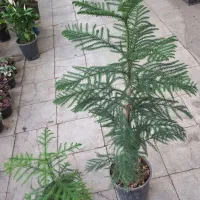 بنسای میخک هندی|گل و گیاه طبیعی|قم, شهدا|دیوار