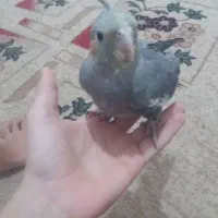 عروس هلندی|پرنده|اهواز, فتح|دیوار