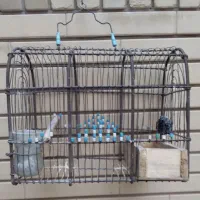 قفس پرنده|لوازم جانبی حیوانات|شیراز, شهرک استقلال|دیوار