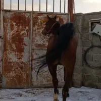 اسب مادیان عرب ی سر ۴ ساله