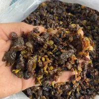 شهر کشمش تاک|عمده‌فروشی|تاکستان, |دیوار