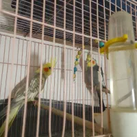 ۸ جفت با تخم و قفس و لوازم|پرنده|ساری, |دیوار