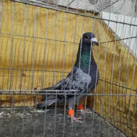 سبز آلمانی نر بیرونی