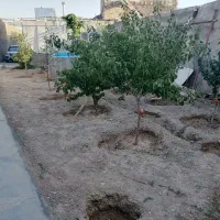 خانه باغ مبله 300 متری|فروش خانه و ویلا|زبرخان, |دیوار