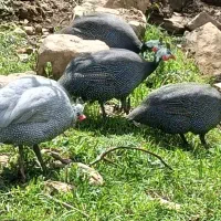 تعداد ۴ مرغ تهرانی نر