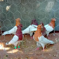 ۴جفته کله سرخ زرده