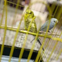 جفت مرغ عشق مولد