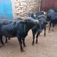 فروش شش راس گوساله سه تا  نر سه تا ماده یک ساله|حیوانات مزرعه|کامیاران, |دیوار
