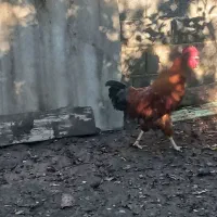 خروس محلی درشت و گوشتی زنده|حیوانات مزرعه|قائم‌شهر, |دیوار