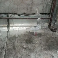 کوهی ماده چاپی