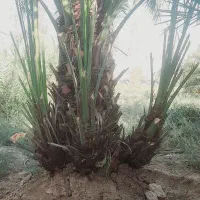 نخل برحی موجود است|خدمات باغبانی و درختکاری|رامشیر, |دیوار