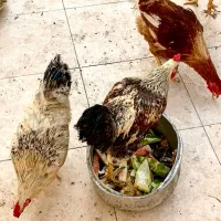 خروس|حیوانات مزرعه|کیش, |دیوار